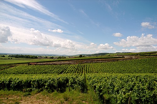 Burgundy: Pinot Noir, Chardonnay and Grand Crus thumbnail