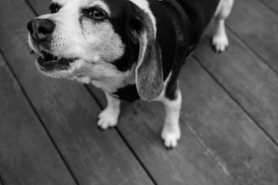 beagle