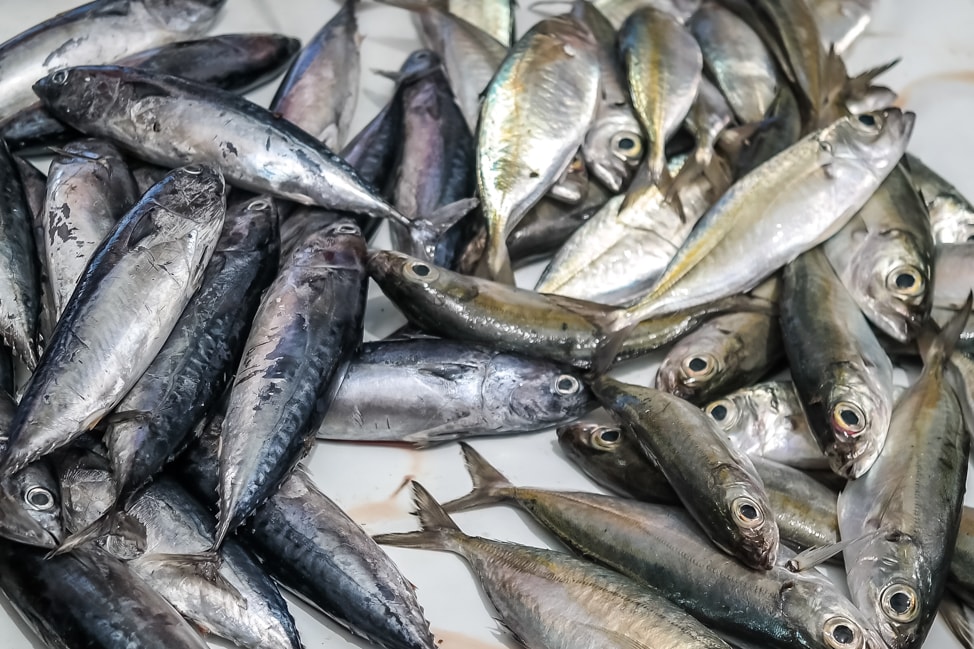 Negombo Fish Market