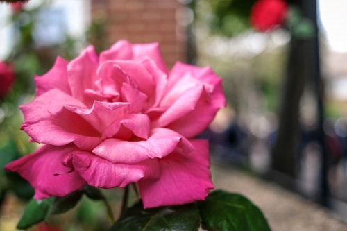 The flowers are in bloom in Bermondsey, London