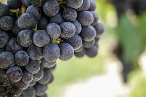 Barolo Wine: The Nebbiolo grapes on the vine