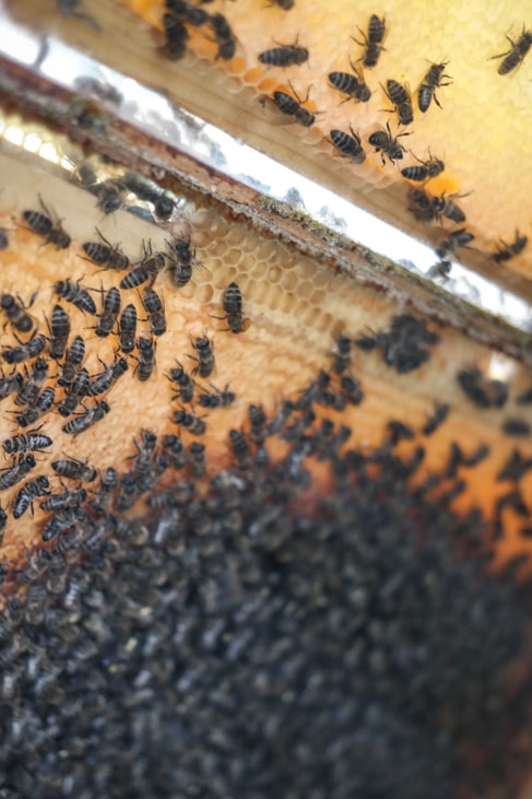 Big Berry Resort: the local honey maker and his bees
