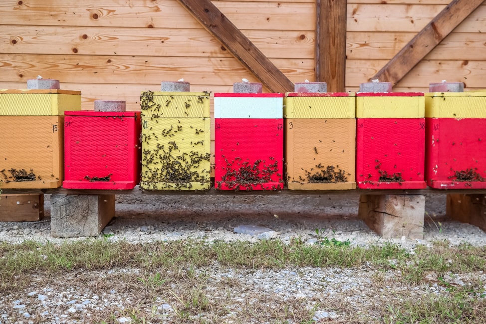 Big Berry Resort: the local honey maker and his bees