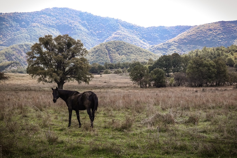 prespes national park horse
