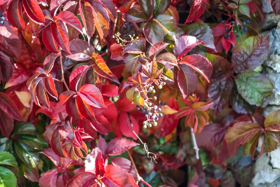 prespes national park leaves
