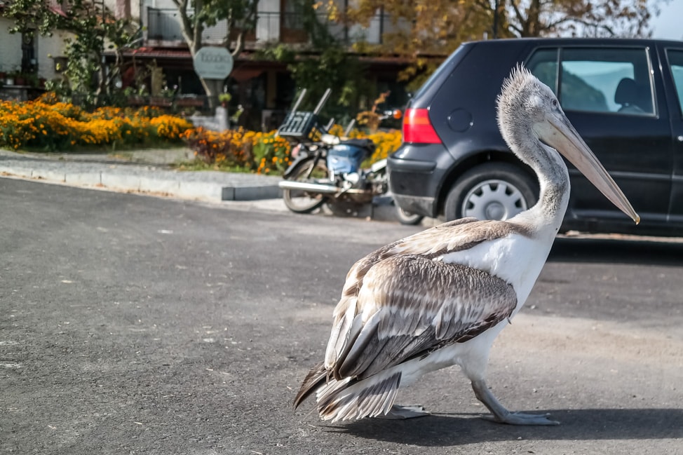 prespes national park pelican