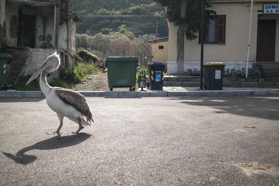 prespes national park pelican 2
