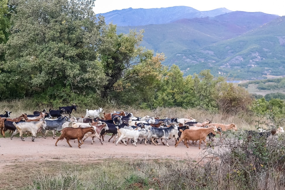 prespes national park goats