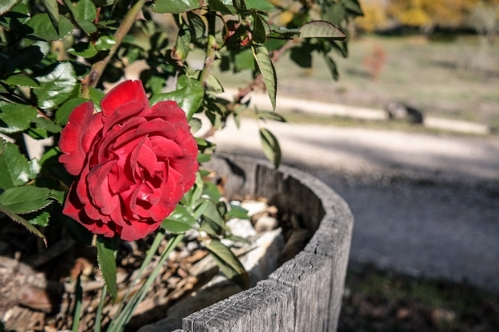 california road trip roses