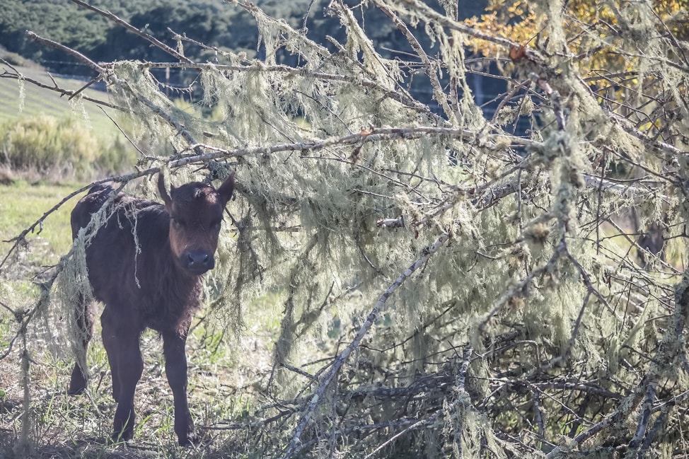 california road trip calf