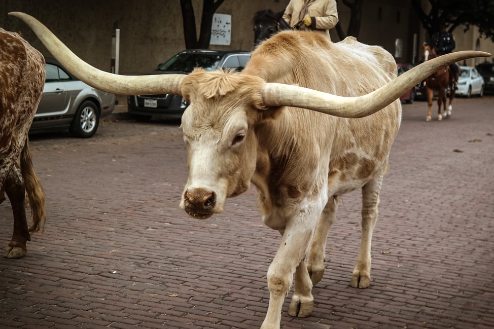 Visit Fort Worth: one of the longhorns during the Cattle Drive in Fort Worth Stockyards Historic District