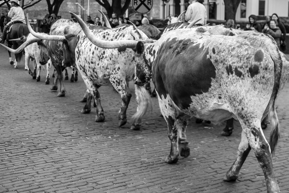Visit Fort Worth: the longhorn cattle on their daily walk