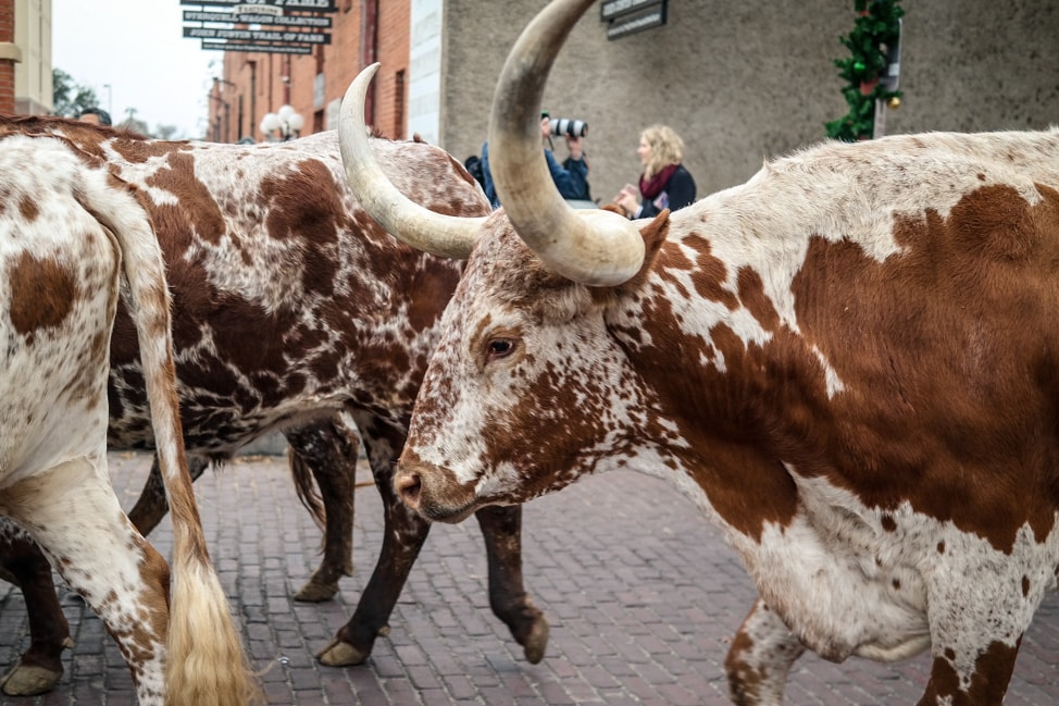 Visit Fort Worth: the legendary longhorns during the cattle drive