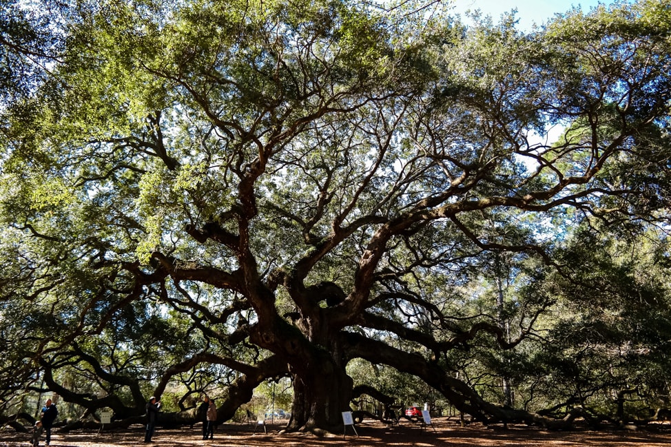 best things to do in charleston: the 500 year old Angel Oak on Johns Island