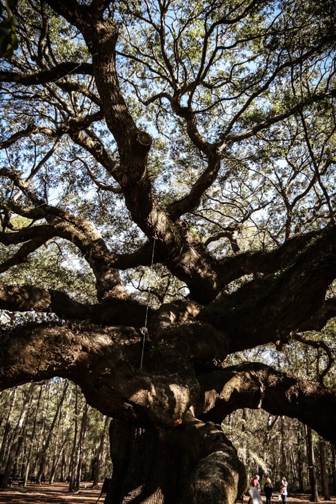 best things to do in charleston: the branches of the Angel Oak tree