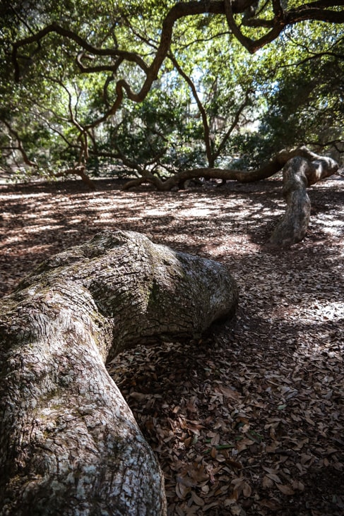 best things to do in charleston: the enormous branches of the Angel Oak tree