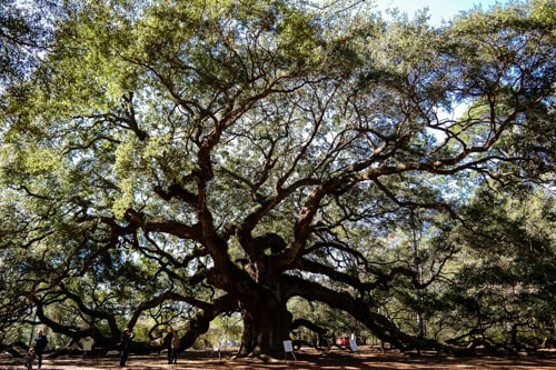 best things to do in charleston: the 500 year old Angel Oak on Johns Island