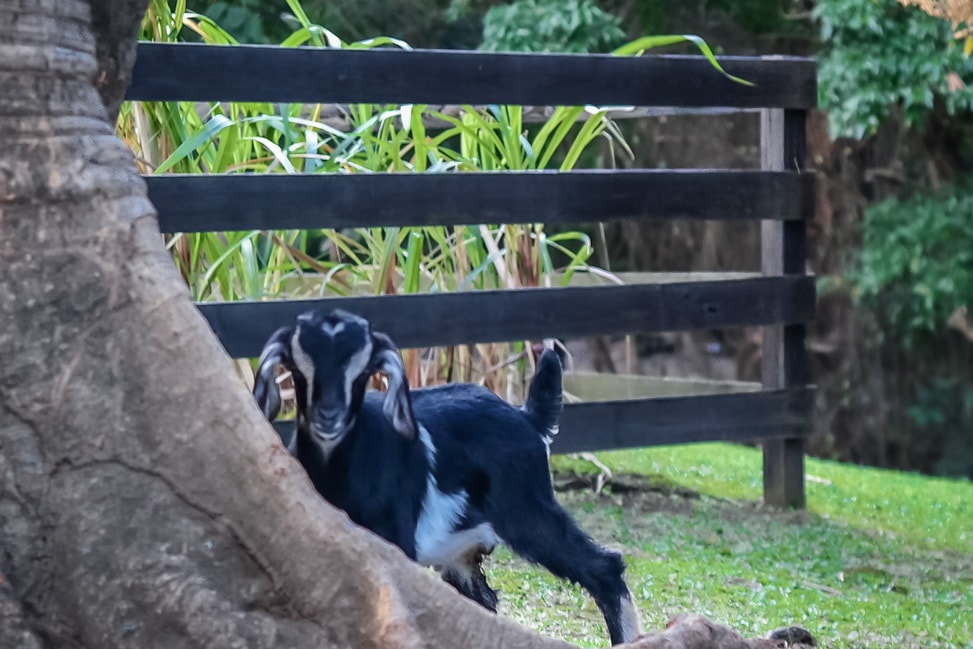 st. kitts best beaches A kid plays while his family sleeps