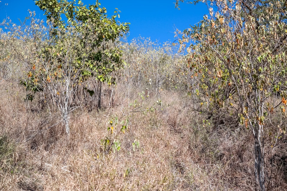 hiking in st. kitts a brush strewn path to shipwreck