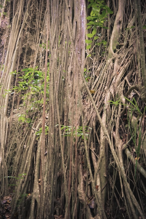 hiking in st. kitts more hanging vines to the bat cave