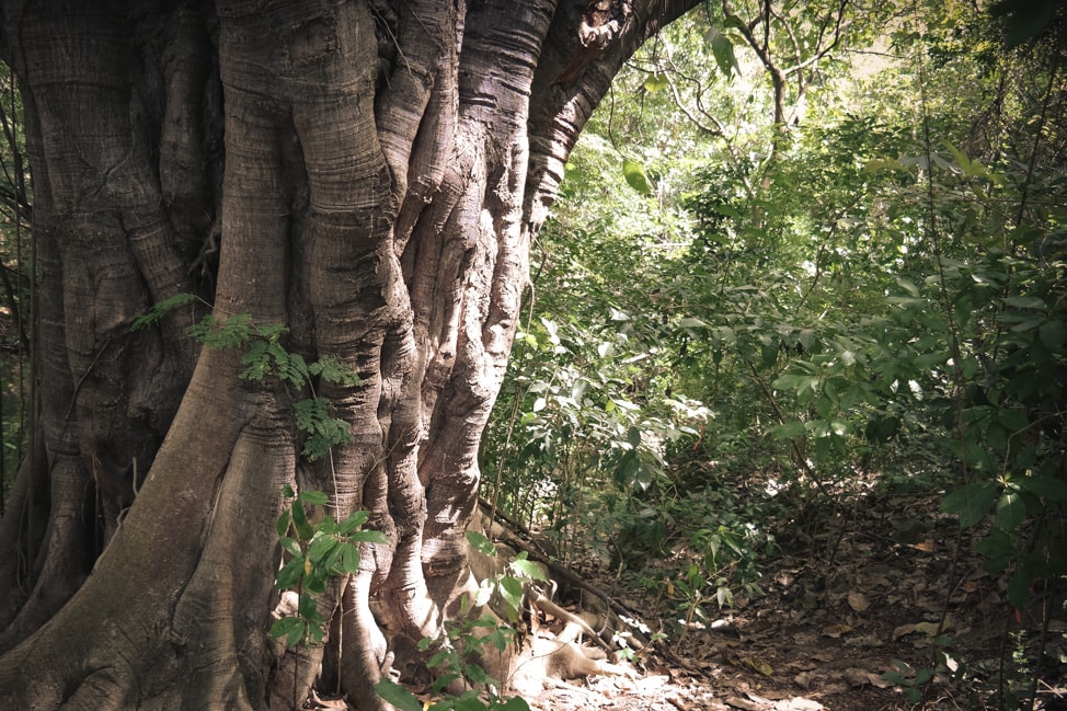 hiking in st. kitts A huge tree blocks our path.