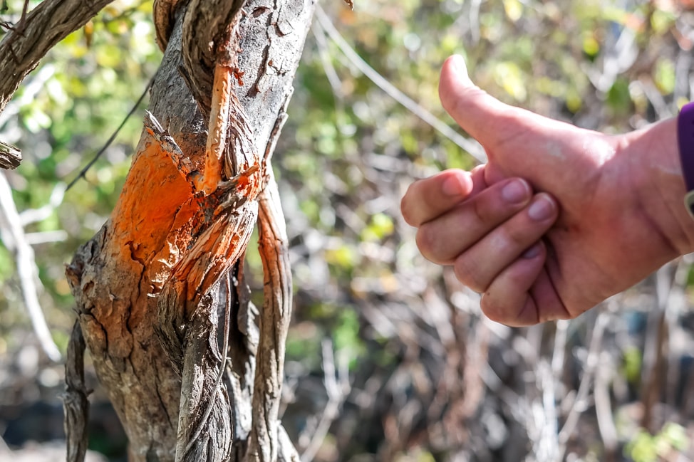 hiking in st. kitts orange spray paint leads the way