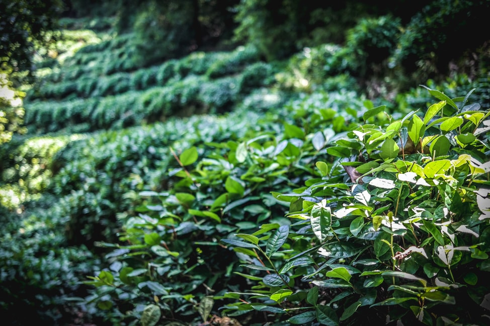 adventure in Hangzhou