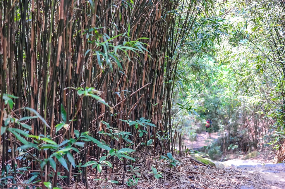 Dragon's Back hike in Hong Kong