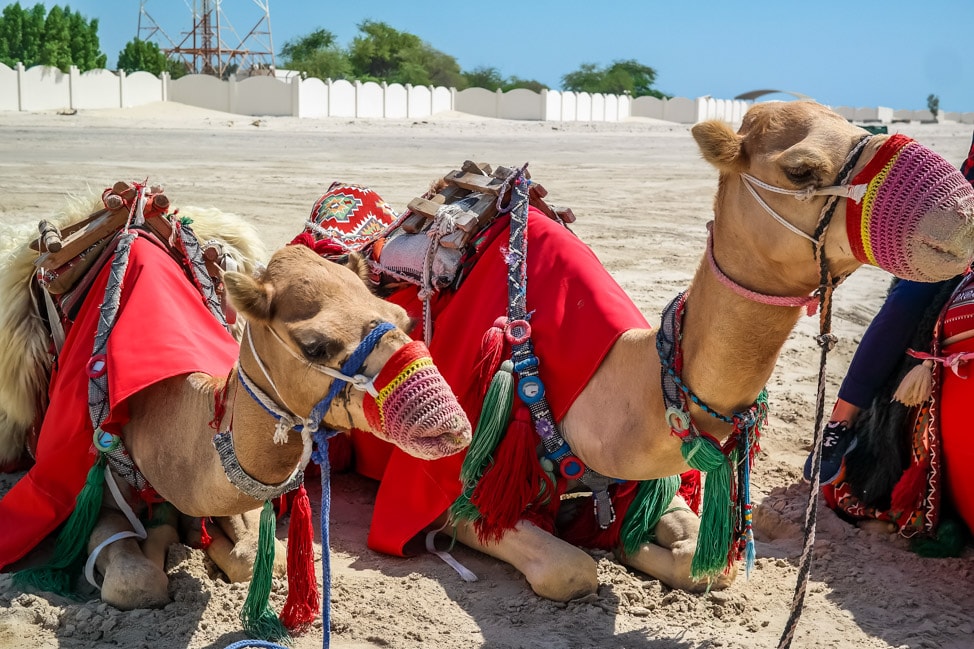 desert safari in Qatar