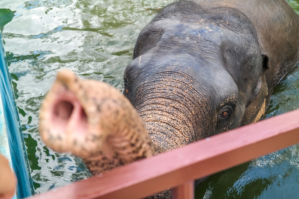 Phuket Elephant Sanctuary