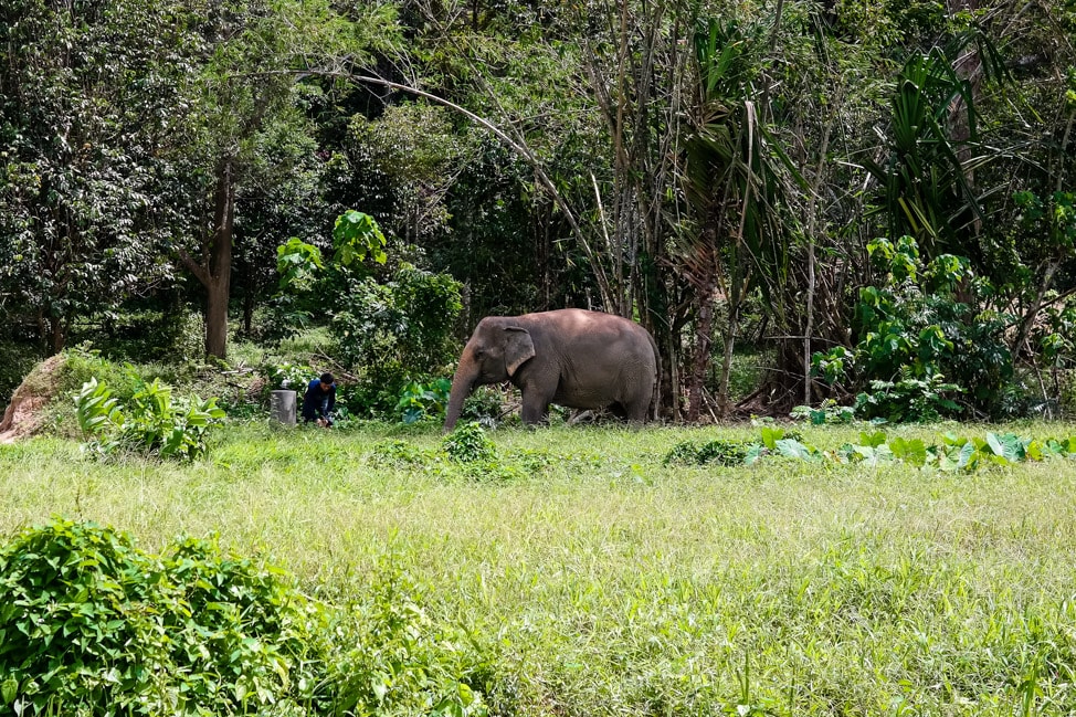 Phuket Elephant Sanctuary