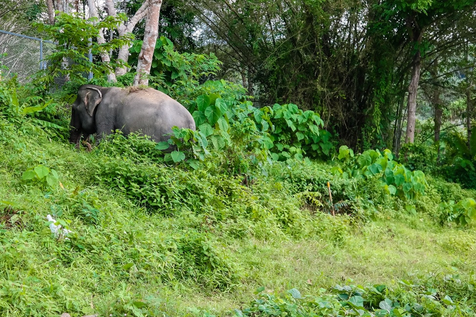 Phuket Elephant Sanctuary