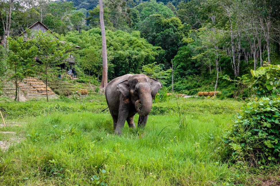 Phuket Elephant Sanctuary: Animal Tourism You Can Feel Good About