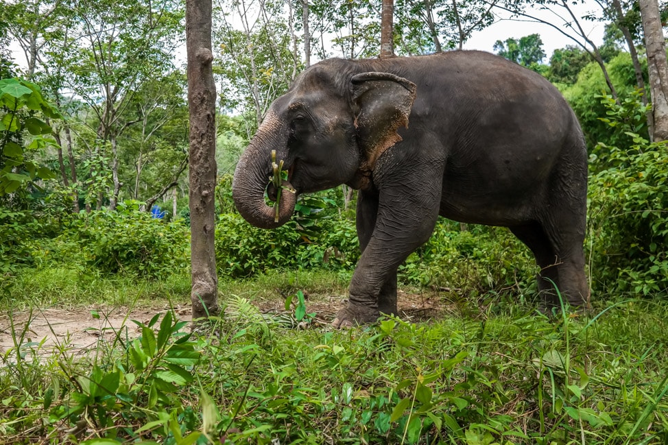 Phuket Elephant Sanctuary