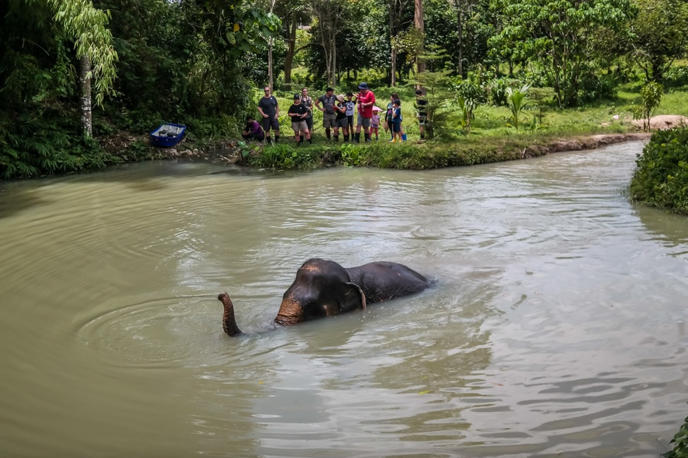 Phuket Elephant Sanctuary