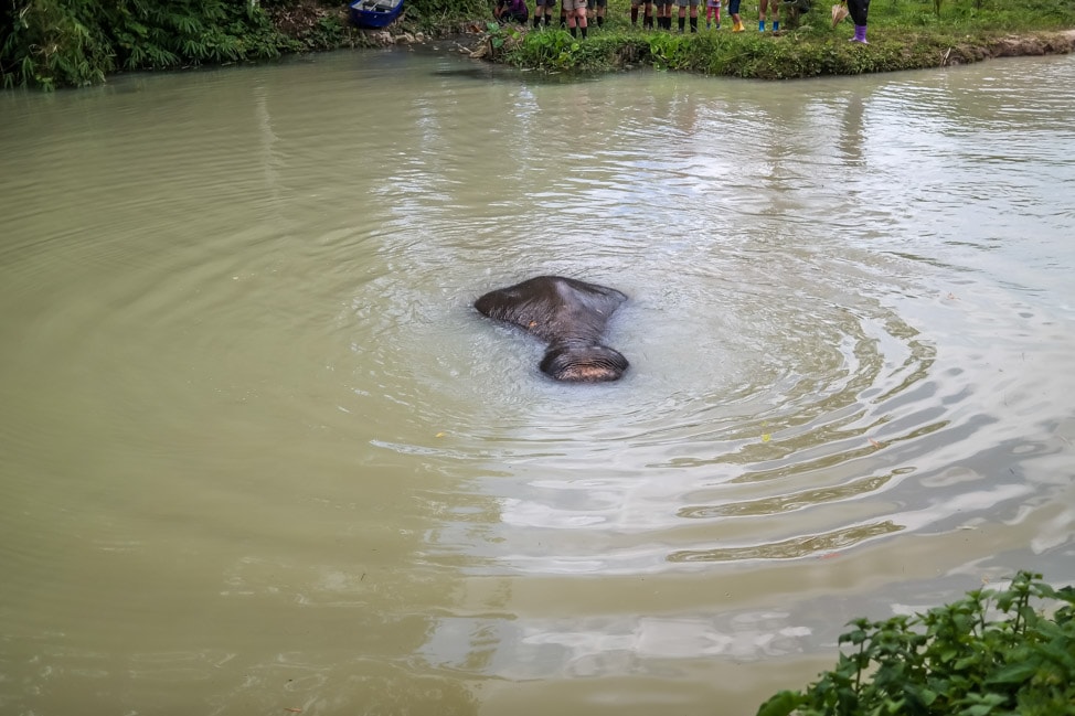 Phuket Elephant Sanctuary