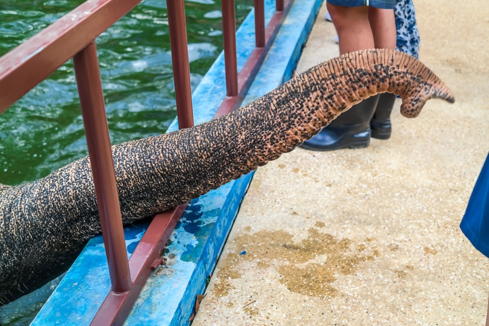 Phuket Elephant Sanctuary
