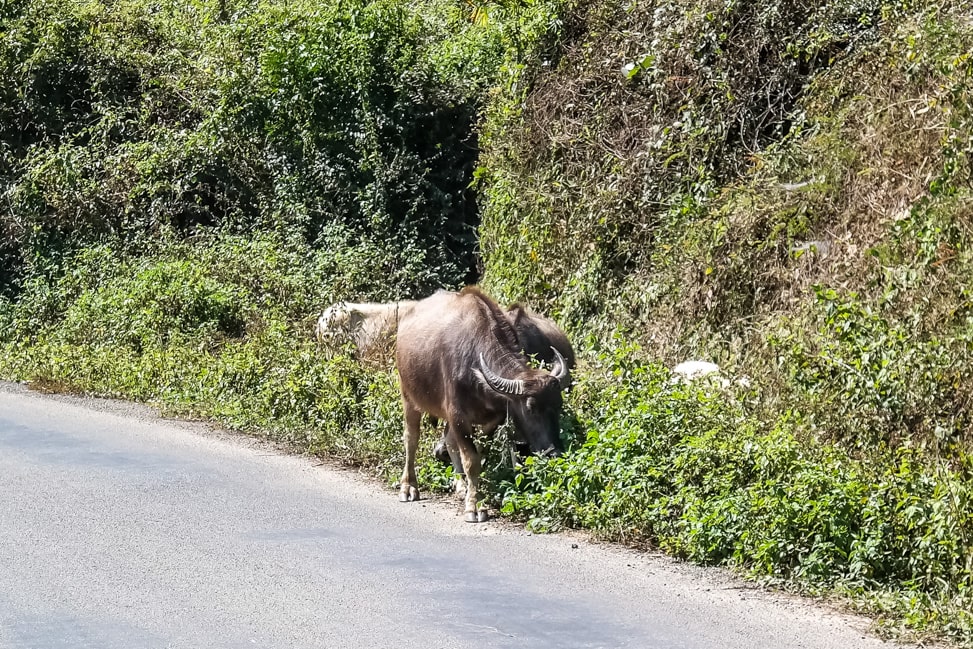 visiting kuang si falls