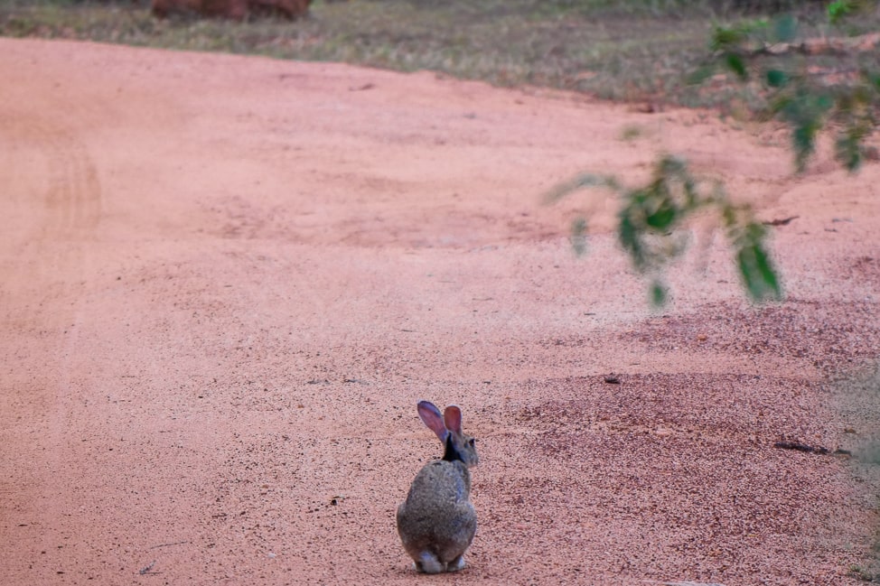 Yala Safari: wild hare sitting on the path