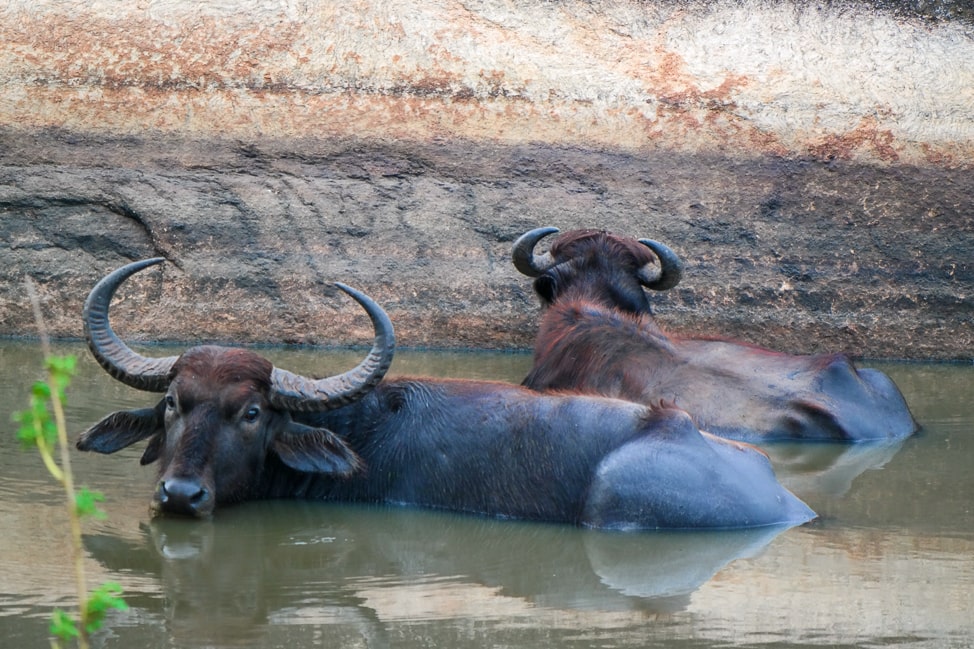 Yala Safari: water buffalo taking a break