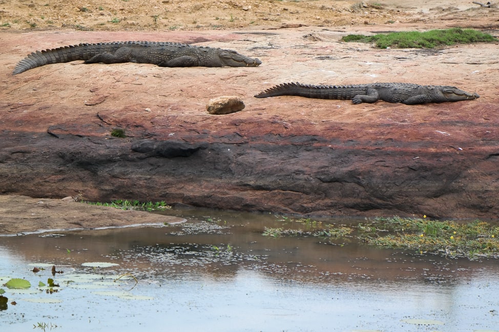 Yala Safari: crocodiles