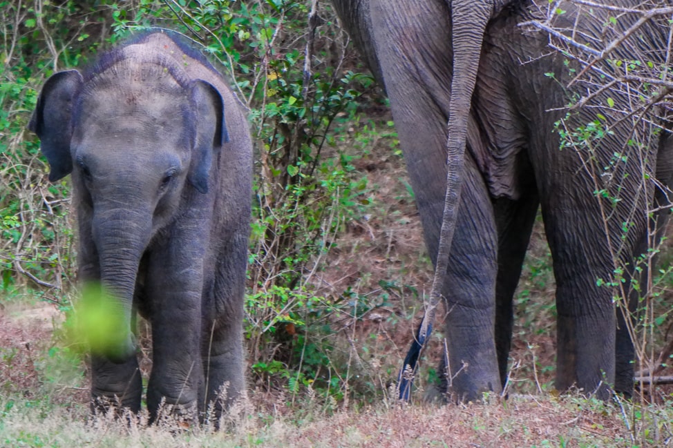 Yala Safari: baby elephant feeding