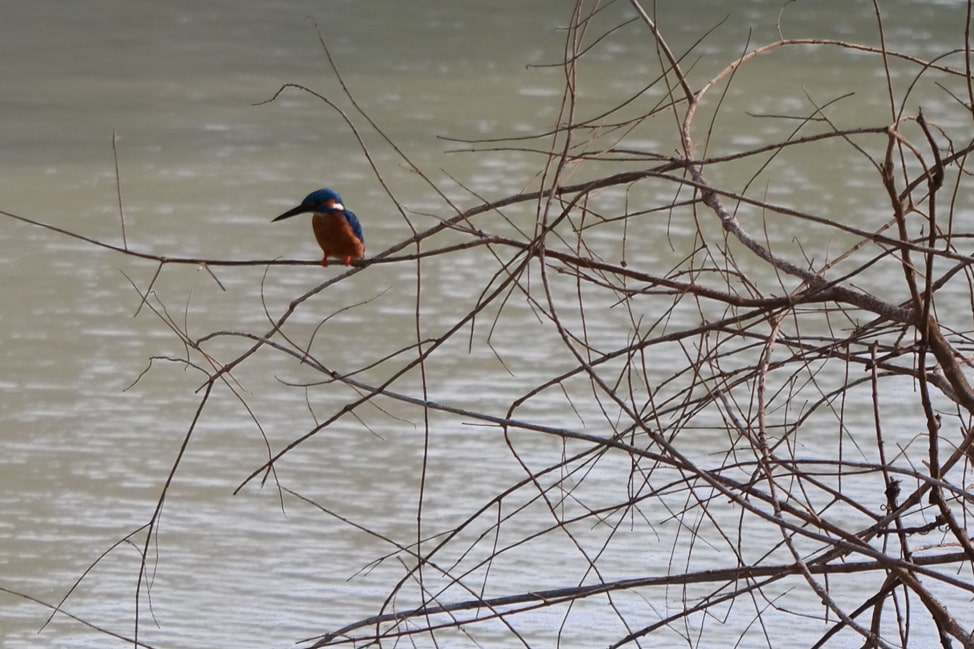 Yala Safari: kingfisher