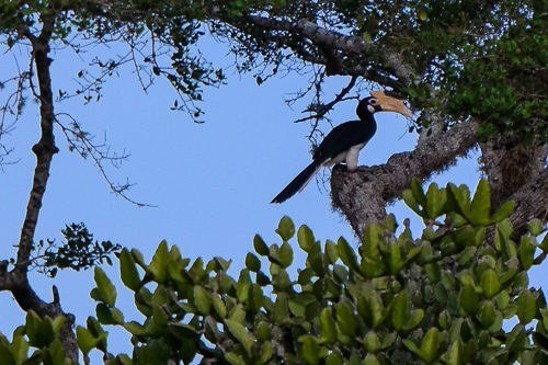 Jackals and Leopards and Bears on a Yala Safari thumbnail