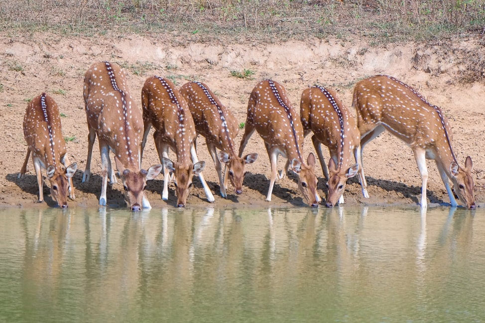 Yala Safari: spotted deer at a water hole