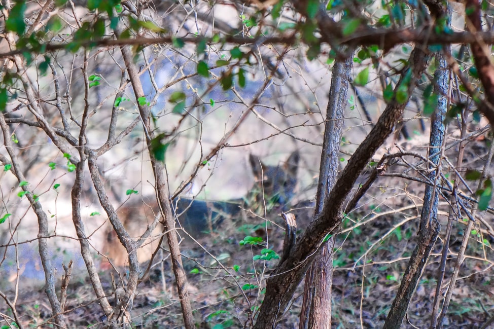 Yala Safari: jackal hiding in the woods