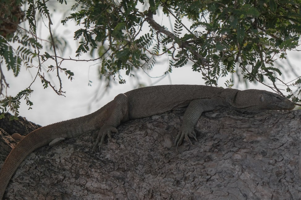 Yala Safari: massive monitor sleeping on a tree limb