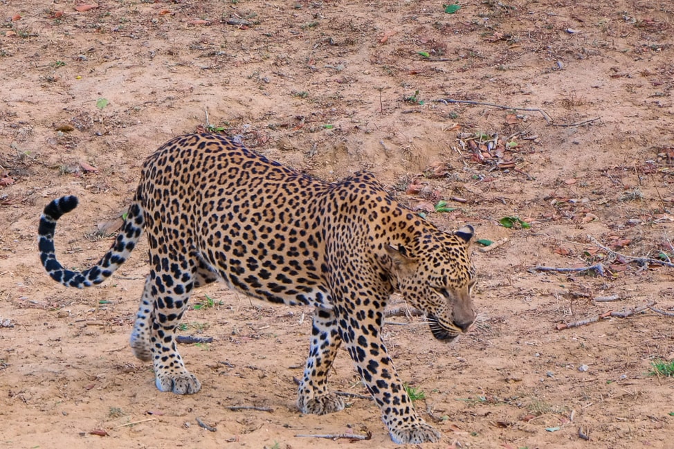 Yala Safari: leopard walking near the path