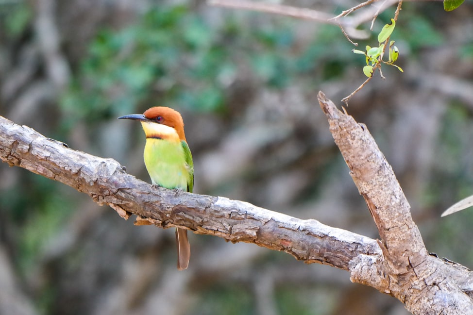 Yala Safari: Bee-eater