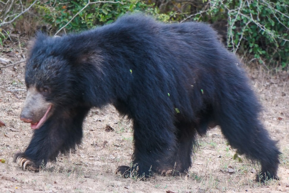 Yala Safari: sloth bear